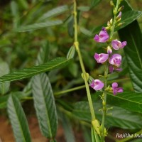 <i>Tadehagi triquetrum</i>  (L.) H.Ohashi